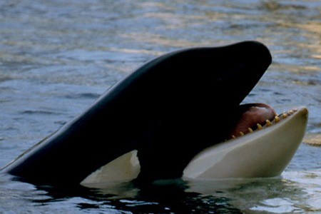 Orca-Zunge (Foto: Rüdiger Hengl)