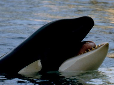 Orca-Zunge (Foto: Rüdiger Hengl)