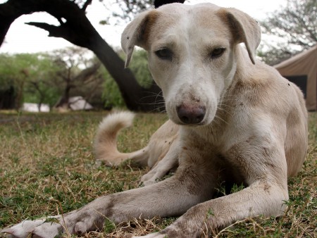 Hund in der Serengeti (Foto: Rüdiger Hengl)