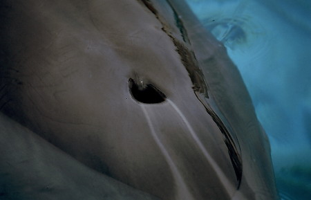 Blasloch eines Delfins (Foto: Rüdiger Hengl)