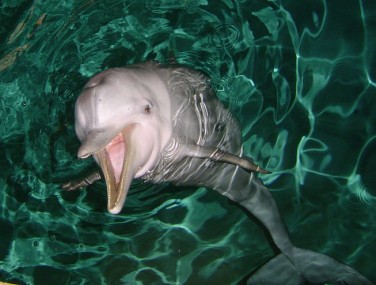 Der Sotalia Paco lebte im Delfinarium in Münster (Foto: Verena Pecsy)