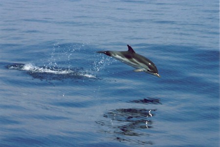 Springender Streifendelfin/Italien (Foto: Rüdiger Hengl)