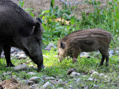 Wildschweine (Foto: Rüdiger Hengl)