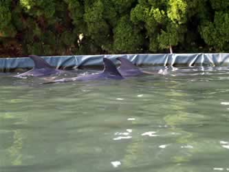 Gefangene Delfine in Taiji (Foto: Boyd Harnell)