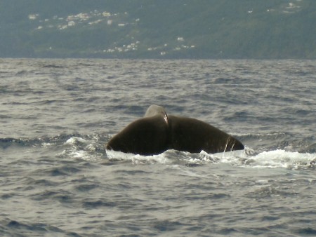 Pottwal-Fluke/Azoren (Foto: Frank Blache)