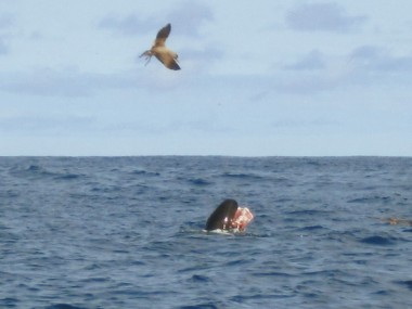 Kleiner Schwertwal beim Fressen (Foto: Frank Blache)