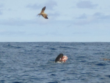 Kleiner Schwertwal beim Fressen (Foto: Frank Blache)
