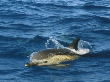 Gemeiner Delfin/Azoren (Foto: Frank Blache)