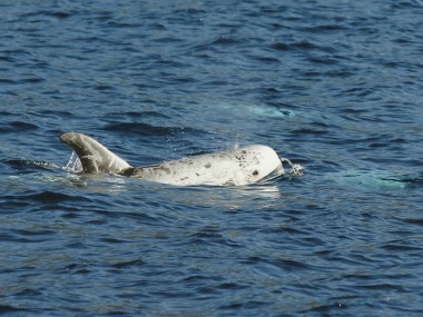 Rundkopfdelfin/Azoren (Foto: Frank Blache)