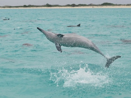 Spinnerdelfin/Midway/Hawaii (Foto: Brigitte Fugger)