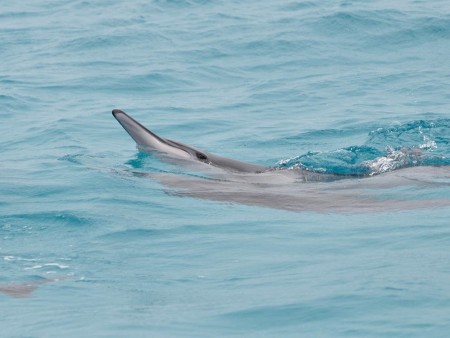 Spinnerdelfin/Midway/Hawaii (Foto: Brigitte Fugger)