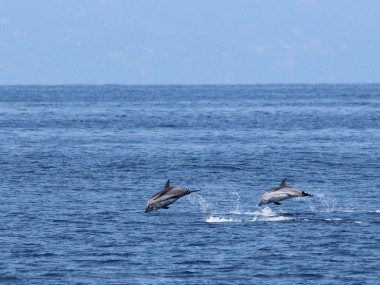 Streifendelfine flitzen übers Meer. (Foto: Rüdiger Hengl)