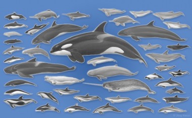 Delfin-Systematik (Illustration: Jörg Mazur)