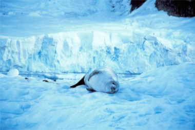 Robbe in der Antarktis (Foto: Frank Blache)