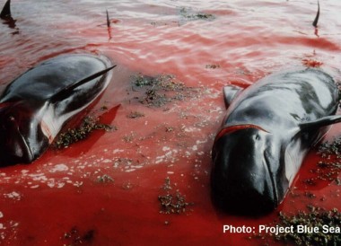 Getötete Grindwale auf den Färöer Inseln (Foto: Project Blue Sea)