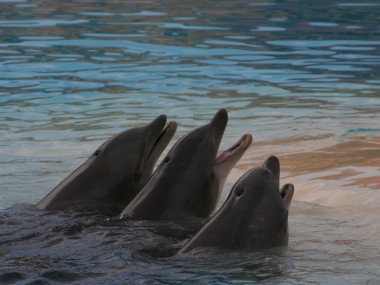 Delfine im Connyland (Foto: Rüdiger Hengl)