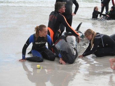 Gestrandete Kleine Schwertwale in Südafrika (Foto: Kaia Kohrs)