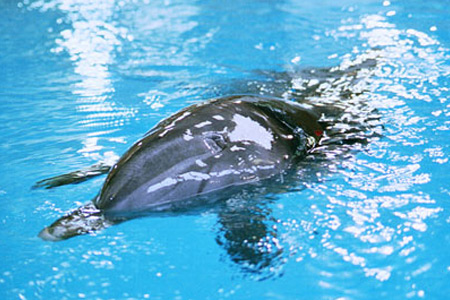 Senior-Delfin Moby macht ein Nickerchen. (Foto: Susanne Gugeler)