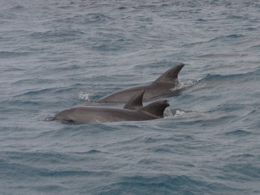 Delfine auf Sansibar (Foto: Rüdiger Hengl)