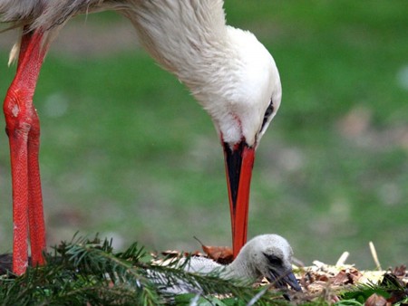 Storch-001