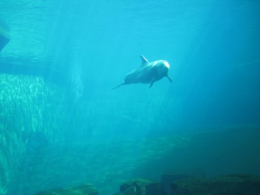 Delfin hinter der Panoramascheibe (Foto: Susanne Gugeler)
