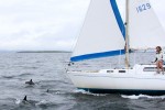 Gemeine Delfine begleiten ein Segelboot (Foto: Rüdiger Hengl)