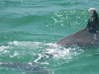sarasota1