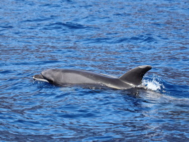 Auf Teneriffa (Foto: Rüdiger Hengl)