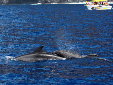 Mutter mit Jungtier/Teneriffa (Foto: Rüdiger Hengl)