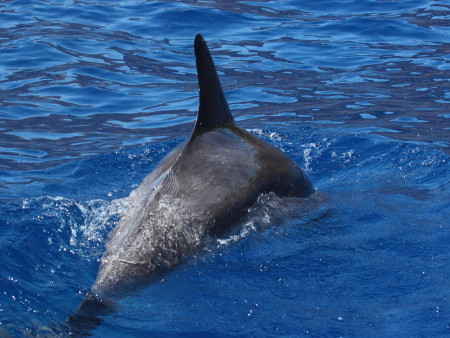 Großer Tümmler auf Teneriffa (Foto: Rüdiger Hengl)