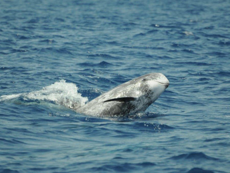 Springender Rundkopfdelfin (Foto: Roland Edler)