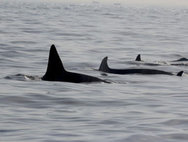 Orcas bei Tarifa/Spanien (Foto: Rüdiger Hengl)