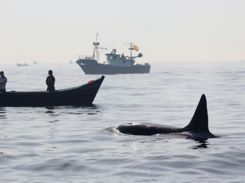 Orca und Fischerboote (Foto: Rüdiger Hengl)