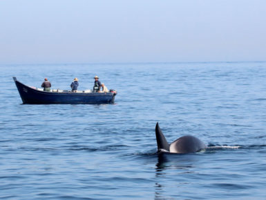 Orca und Fischerboot (Foto: Rüdiger Hengl)