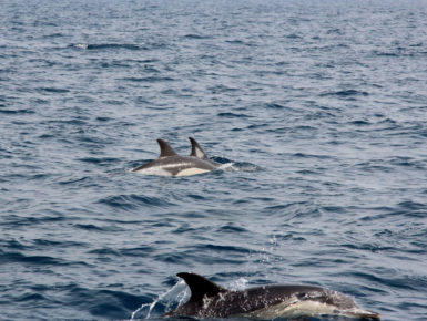 Gemeine Delfine (Gibraltar/Spanien) (Foto: Rüdiger Hengl)