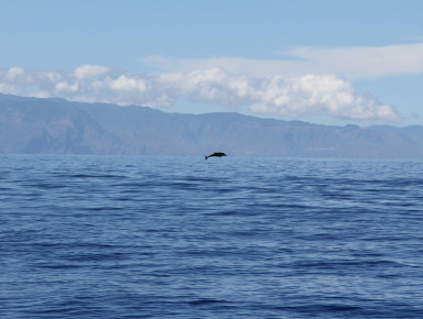 Springender Delfin (Foto: Frank Blache)