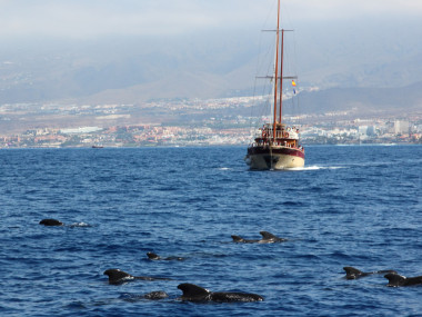 Grindwale auf Teneriffa (Foto: Rüdiger Hengl)