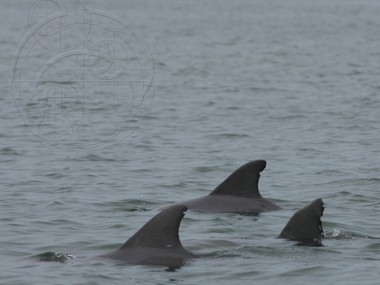 Die Delfine werden anhand der Rückenflossen erkannt.  (Photo by Sarasota Dolphin Research Program, taken under National Marine Fisheries Service Scientific Research Permit) 