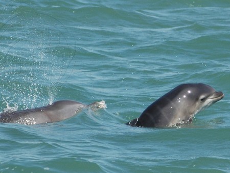 Neugeborenes Delfin-Baby  (Photo by Sarasota Dolphin Research Program, taken under National Marine Fisheries Service Scientific Research Permit) 