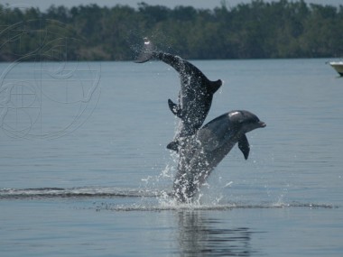 Springende Große Tümmler  (Photo by Sarasota Dolphin Research Program, taken under National Marine Fisheries Service Scientific Research Permit)