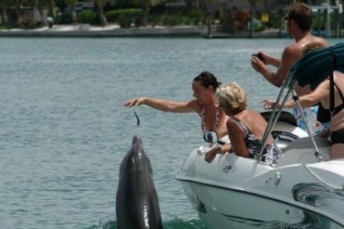 Beggar ist gestorben. (Photo:Sarasota Dolphin Research Program, taken under NMFS Scientific Research Permit No. 15543)