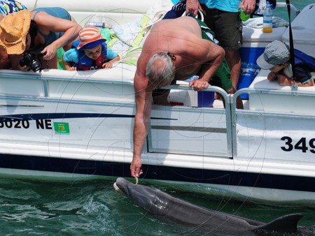 Beggar wird gefüttert.  (Photo by Sarasota Dolphin Research Program, taken under National Marine Fisheries Service Scientific Research Permit)