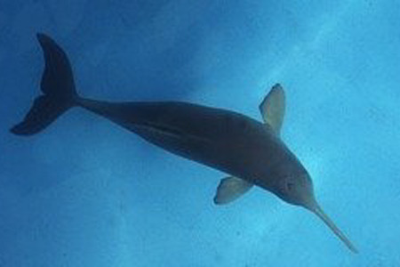 La-Plata-Delfin (Foto:  Dr. Lorenzo von Fersen)