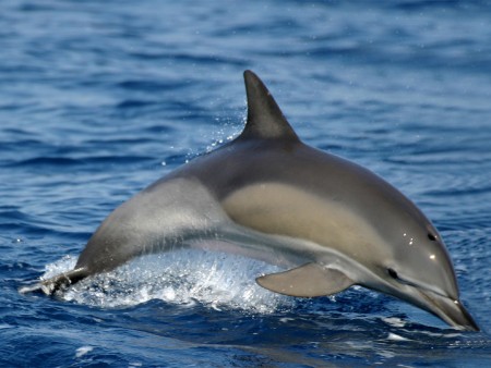 Gemeiner Delfin (Foto: LaMar-Reisen)