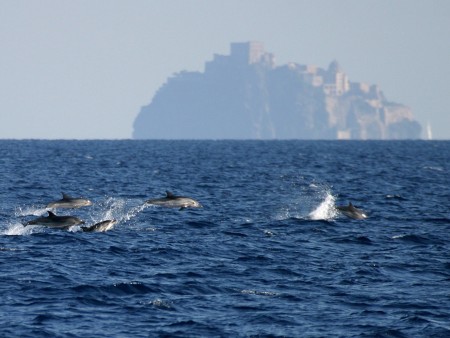 Streifendelfine vor Ischia (Foto: LaMar-Reisen)