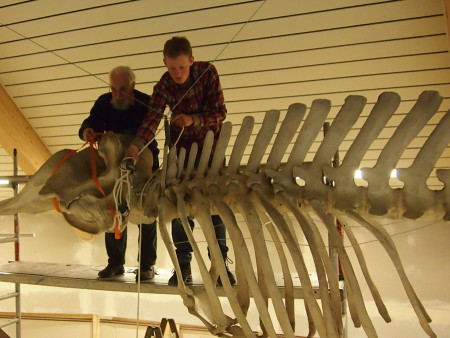Günther Behrmann (links) beim Montieren des Skeletts (Foto: Natureum)