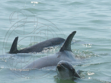 Nicklo ganz links (Photo by Sarasota Dolphin Research Program, taken under National Marine Fisheries Service Scientific Research Permit)