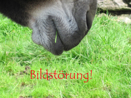 bildstoerung