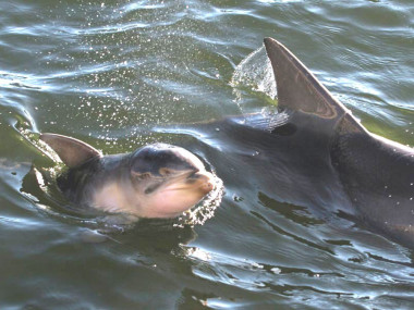 Delfin-Kalb Mimo ist gestorben. (Photos courtesy of Marianna Boorman) 