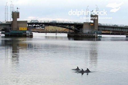 Die Delfine von Port River (Photos courtesy of Marianna Boorman)